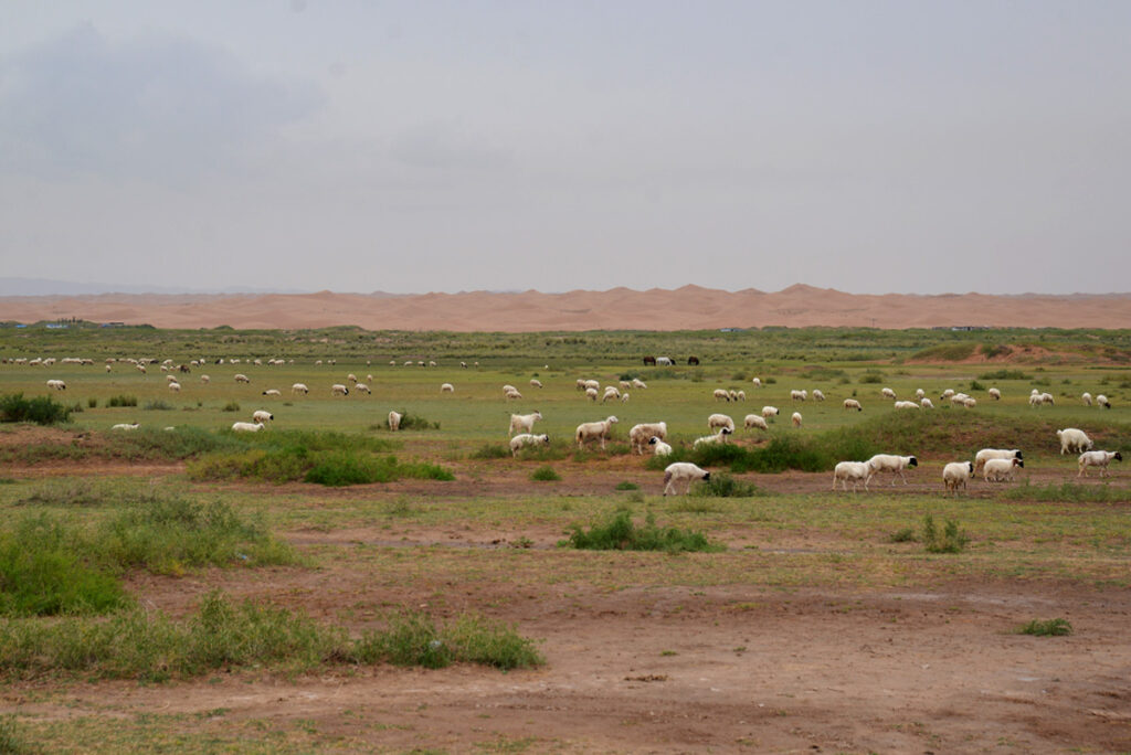 腾格里景区露营基地 トンゴリ砂漠 腾格里沙漠 Tenger desert 内モンゴル 内蒙古 Inner Mongolia